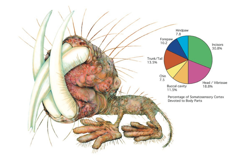 Illustration for article titled 10 Reasons Naked Mole Rats Will Inherit the Earth